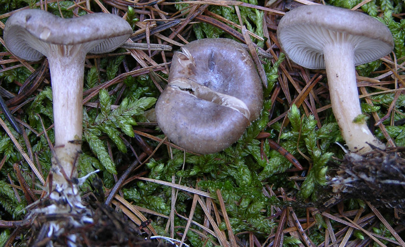 Funghi di gennaio.